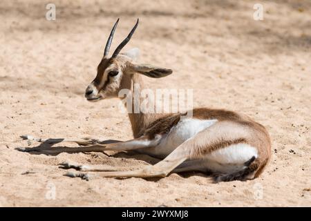 Dorcas Gazelle (Gazella dorcas neglecta) in spring, Barcelona zoo, Spain Stock Photo