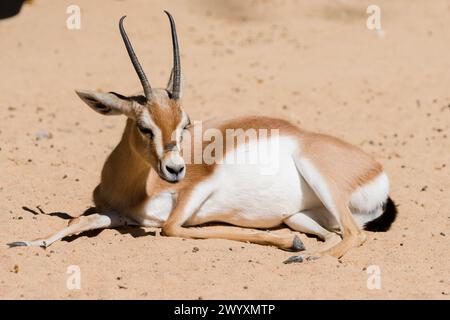 Dorcas Gazelle (Gazella dorcas neglecta) in spring, Barcelona zoo, Spain Stock Photo