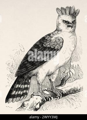 The harpy eagle. American harpy eagle is a neotropical species of eagle, French Guiana, South America. Drawing by R. Valette. From Cayenne to the Andes (1878-1879) by Jules Crevaux (1847 - 1882) Le Tour du Monde 1880 Stock Photo