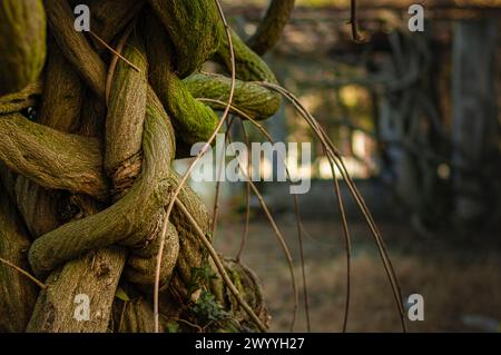 tree with many twisted, intertwined and trampled branches Stock Photo