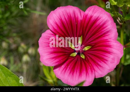Close up of a mallow wort (malope trifida) flower in bloom Stock Photo