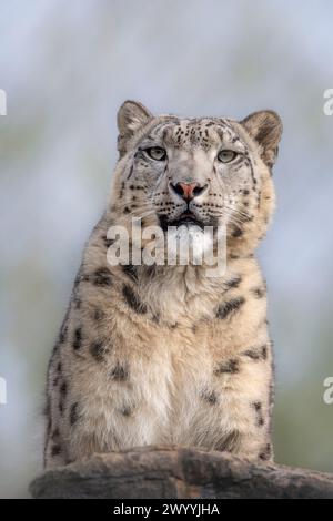 Young male snow leopard looking towards camera Stock Photo
