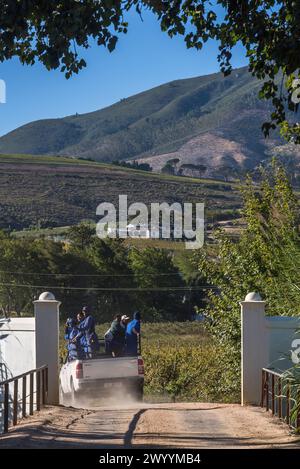 Wine farm workers in Wellington, South Africa riding a pickup truck next to vineyards on a dirt road Stock Photo