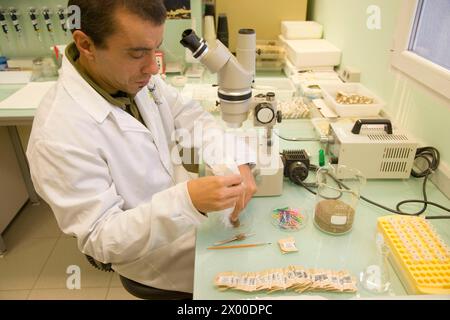 Identification of cyst nematodes in soil. Neiker Tecnalia, Instituto de Investigación y Desarrollo Agrario, Ganadero, Forestal y del Medio Natural, Arkaute, Alava, Euskadi, Spain. Stock Photo