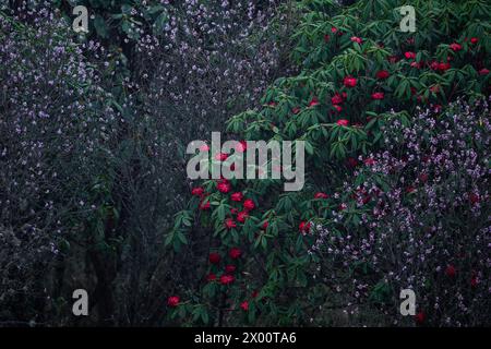 Naturally blooming rhododendron and daphne flowers in the forests of Singalila National Park, West Bengal, India during spring season Stock Photo