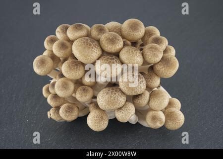 Group of Shimeji mushrooms arranged on black stone plate, beech mushrooms (Hypsizygus tessellatus) Stock Photo