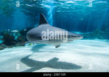 A shark gracefully glides through the clear blue ocean waters, casting a striking shadow on the sandy seabed below. The silhouette of the shark contra Stock Photo