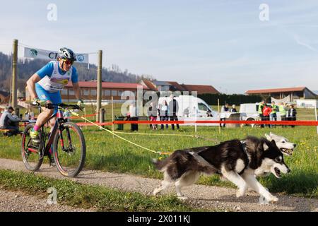 Hrase, Slovenia. 08th Apr, 2024. A competitor and his two dogs compete in the bikejoring category of the Henrik Se?nik dog mushing race in Hraše. Over a hundred dogs and their owners from Slovenia and abroad competed in the 10th edition of this international dog mushing race. Credit: SOPA Images Limited/Alamy Live News Stock Photo