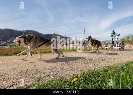 Hrase, Slovenia. 08th Apr, 2024. A competitor and her dogs compete in the carting category of the Henrik Se?nik dog mushing race in Hraše. Over a hundred dogs and their owners from Slovenia and abroad competed in the 10th edition of this international dog mushing race. (Photo by Luka Dakskobler/SOPA Images/Sipa USA) Credit: Sipa USA/Alamy Live News Stock Photo