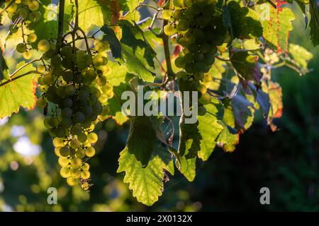 Sun shining behind ripe grapes on a vine. Stock Photo