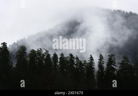 Hazy Morning Fog Along a Treeline at the Hoh Rainforest in Olympic National Park, Washington State Stock Photo