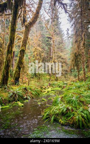 Stream Through the Mossy Hoh Rainforest in Olympic National Park, USA Stock Photo