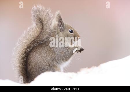 Japanese squirrel (Sciurus lis) is a tree squirrel in the genus Sciurus endemic to Japan. Stock Photo