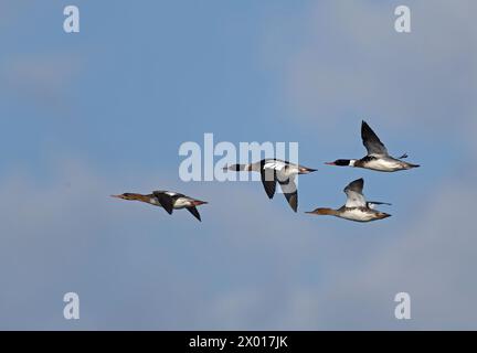 Red-breasred mergansers flying in row Stock Photo