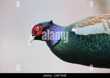 The green pheasant (Phasianus versicolor), also known as the Japanese green pheasant, is an omnivorous bird native to the Japanese archipelago, to whi Stock Photo