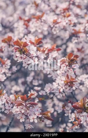 Cherry plum treetop in blossom, closeup with selective focus Stock Photo