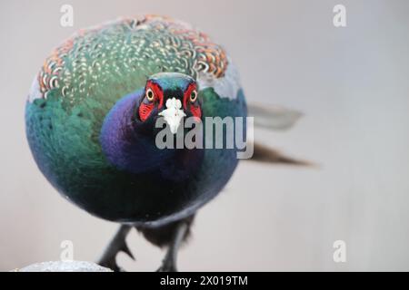 The green pheasant (Phasianus versicolor), also known as the Japanese green pheasant, is an omnivorous bird native to the Japanese archipelago, to whi Stock Photo