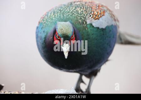 The green pheasant (Phasianus versicolor), also known as the Japanese green pheasant, is an omnivorous bird native to the Japanese archipelago, to whi Stock Photo