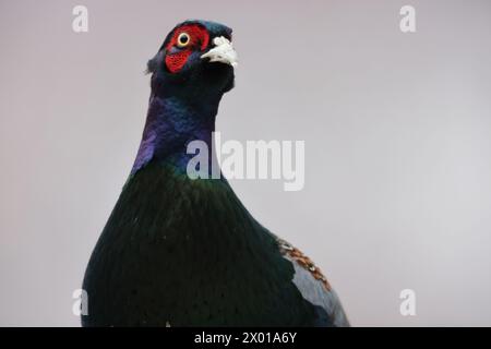 The green pheasant (Phasianus versicolor), also known as the Japanese green pheasant, is an omnivorous bird native to the Japanese archipelago, to whi Stock Photo