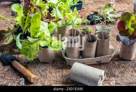 Seedlings in biodegradable cardboard toilet roll inner tubes, sustainable home gardening and plastic free concept Stock Photo