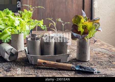 Tomate and salad seedlings in cardboard toilet roll inner tubes, sustainable home gardening concept Stock Photo