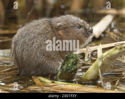 An endangered Water Vole, Arvicola amphibius, feeding on water plants in a river. Stock Photo