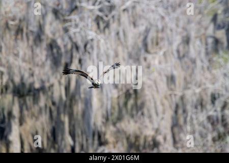 Snail kite (Rostrhamus sociabilis) flying and searching for apple snails, with spanish moss covered trees in background, Florida. USA. Stock Photo