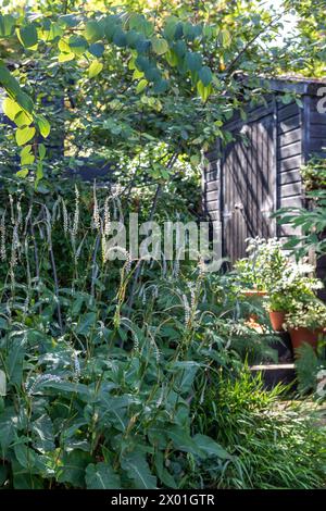 Persicaria amplexicaulis 'Alba' in a rear garden. Small black stained wooden garden shed in background, naturalistic planting in foreground Stock Photo