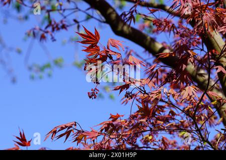 Close up flowering Acer palmatum (Japanese Maple) with young red leaves in spring April. Dutch garden. Blue sky. Stock Photo