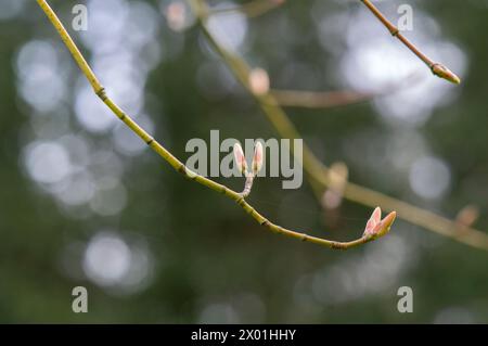 Close Up Branch Of A Acer Cappadocicum Tree At Amsterdam The Netherlands 4-4-2024 Stock Photo