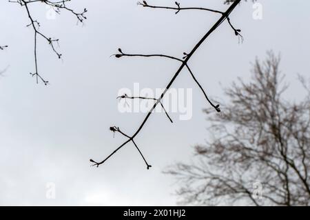 Close Up Branch Of A Acer Platanoides Schwedleri Tree At Amsterdam The Netherlands 4-4-2024 Stock Photo