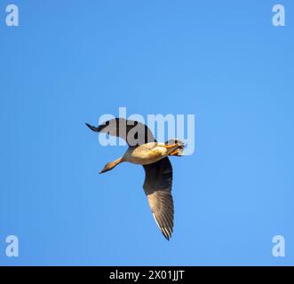 Forest bean goose subspecies (Anser fabalis fabalis) in flight Stock Photo