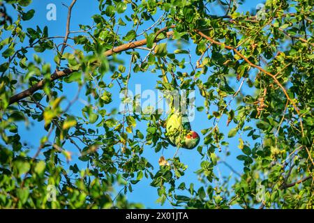 Emerald-collared parrakeet (Psittacula calthorpae, male) feeds on fruits like Juneberry (Amelanchier), winter bird plumage. Now it's a synanthropic bi Stock Photo