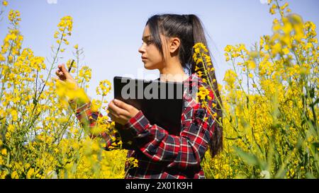 Female agro technician working in a flowering Brassica napus to control pests and crop diseases Stock Photo