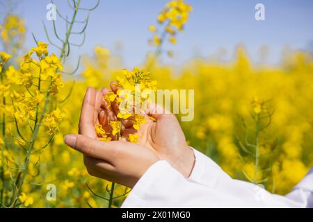 Close-up hands of female agricultural technician taking care of Brassica napus to control pests and crop diseases Stock Photo