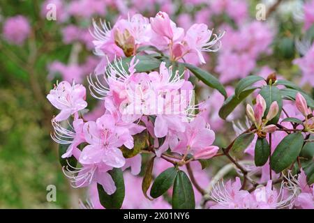Purple Rhododendron davidsonianum Bodnant form in flower. Stock Photo