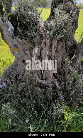 A large olive tree trunk with a hole in it. The trunk is covered in moss and has a lot of branches Stock Photo