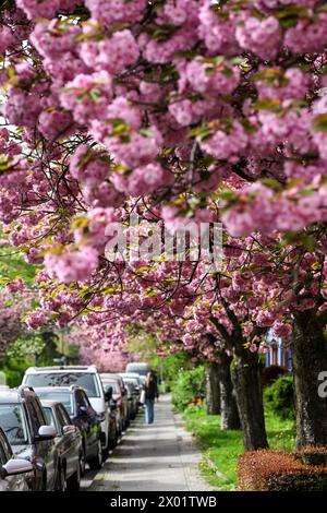 Berlin, Germany. 09th Apr, 2024. Japanese ornamental cherries bloom in Onkel-Bräsig-Straße in the Neukölln district of Britz. This is Prunus serrulata "Kanzan", which means clove cherry. Credit: Jens Kalaene/dpa/Ģ����ý Live News Stock Photo
