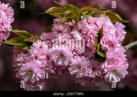 Berlin, Germany. 09th Apr, 2024. Japanese ornamental cherries bloom in Onkel-Bräsig-Straße in the Neukölln district of Britz. This is Prunus serrulata "Kanzan", which means clove cherry. Credit: Jens Kalaene/dpa/Ģ����ý Live News Stock Photo