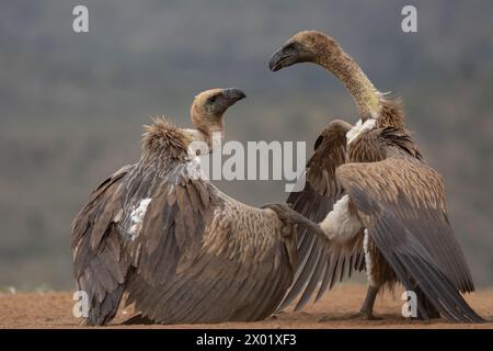 White-backed vultures (Gyps africanus) fighting, Zimanga private game reserve, KwaZulu-Natal, South Africa Stock Photo