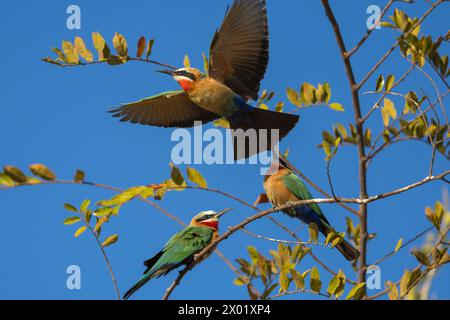 White-fronted bee-eaters (Merops bullockoides), Chobe national park, Botswana Stock Photo