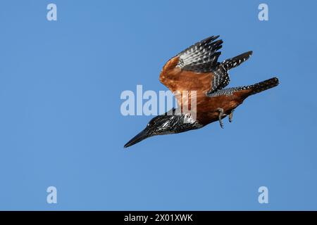 Giant kingfisher (Megaceryle maxima) female, Chobe national park, Botswana Stock Photo