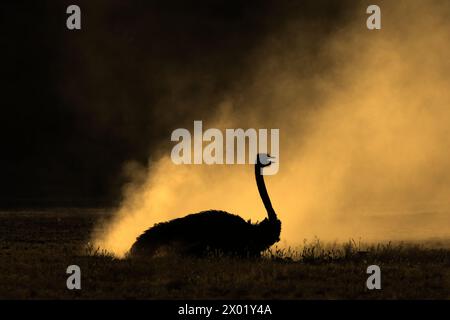 Ostrich (Struthio camelus) dustbathing, Kgalagadi transfrontier park, Northern Cape, South Africa Stock Photo