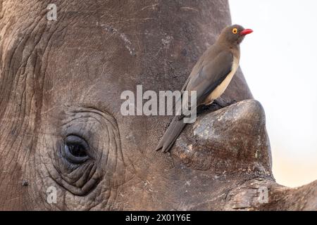 Red-billed oxpecker (Buphagus erythrorynchus) on white rhino (Ceratotherium simum), Zimanga game reserve, South Africa Stock Photo