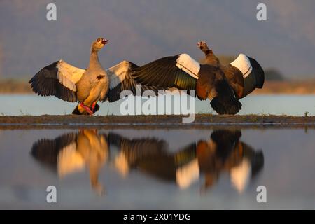 Egyptian geese (Alopochen aegyptiaca) displaying, Zimanga game reserve, South Africa Stock Photo