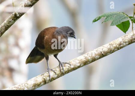 Birds of Costa Rica: Gray-headed Chachalaca (Ortalis cinereiceps) perching in tree tops Stock Photo