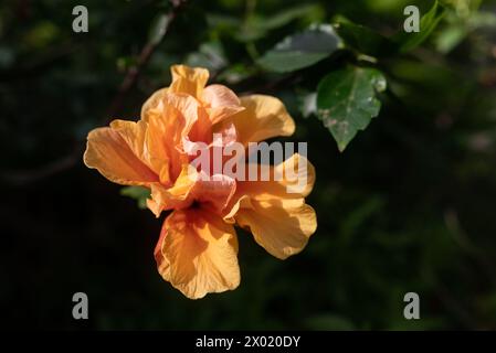 Orange flower of Double Tropical Hibiscus in sunlight on green leaves background Stock Photo