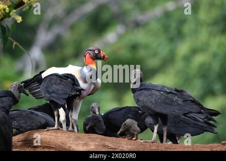 Birds of Costa Rica: King Vulture (Sarcoramphus papa) and Black Vultures (Coragyps atratus) Stock Photo