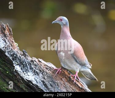 Birds of Costa Rica: Pale-vented Pigeon (Patagioenas cayennensis) Stock Photo