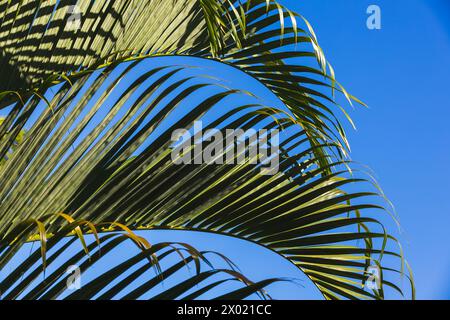 Palm tree leaves are under clear blue sky on a sunny day, tropical background photo Stock Photo